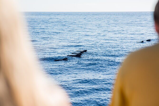 Royal Delfin 3H Dolphin & Whale Watching! Swimming & Lunch! - Lunch onboard, beer, sangria: included comfort and what to expect from the meal