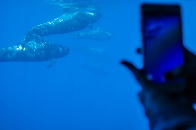 Royal Delfin 3H Dolphin & Whale Watching! Swimming & Lunch! - Wildlife spotting: how dolphins, whales, and even flying fish show up