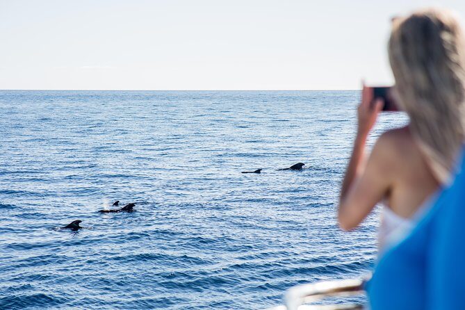 Royal Delfin 3H Dolphin & Whale Watching! Swimming & Lunch! - Viewing strategy on a large catamaran (and how to avoid getting stuck)