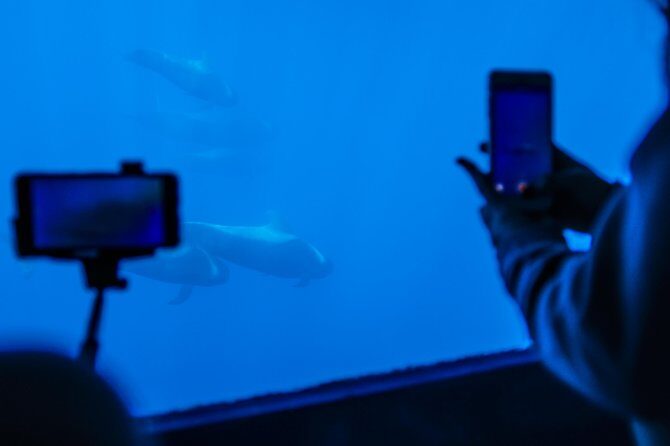 Royal Delfin 3H Dolphin & Whale Watching! Swimming & Lunch! - Underwater submarine-style vision: why the glass windows matter
