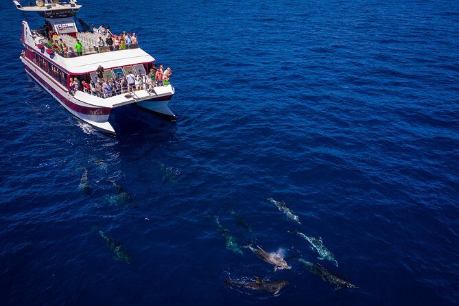 Royal Delfin - 4'5H Dolphin & Whale Watching - Los Gigantes Masca - Lunch & Swim - Price and value: is $72.29 fair for 4.5 hours?