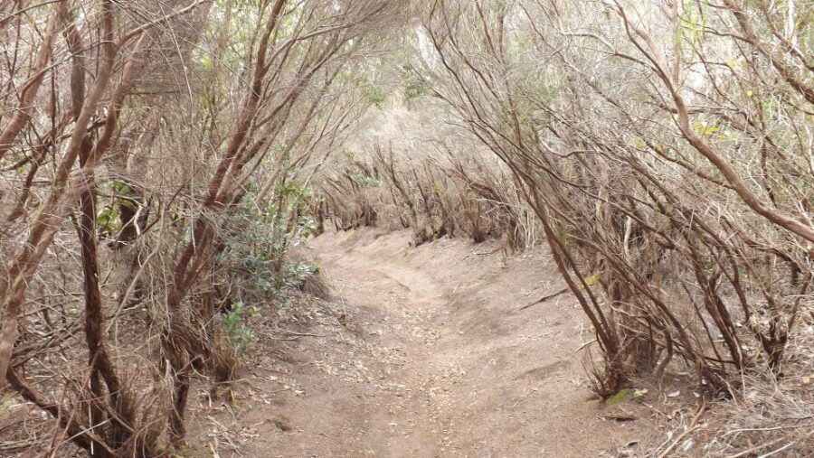 Santa Cruz de Tenerife: 2-Hour Hiking Tour in Anaga Forest - Quick hits before you go