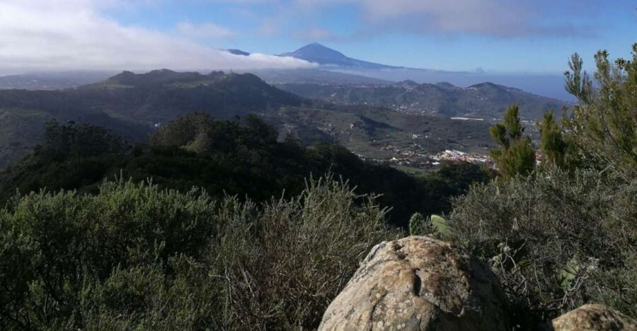 Santa Cruz de Tenerife: 2-Hour Hiking Tour in Anaga Forest - Why Anaga Forest feels like another world