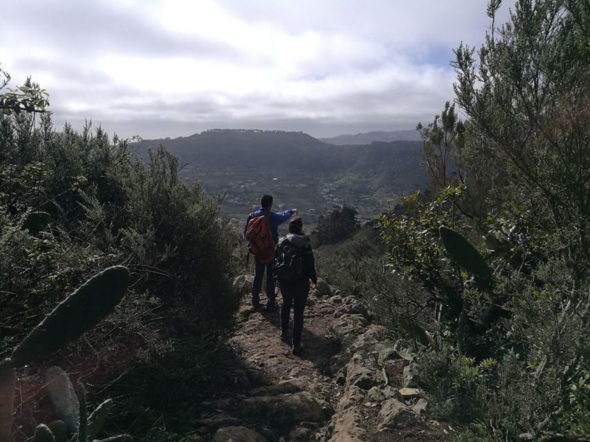 Santa Cruz de Tenerife: 2-Hour Hiking Tour in Anaga Forest - Entering the ancient Laurel Forest (what you’ll notice)