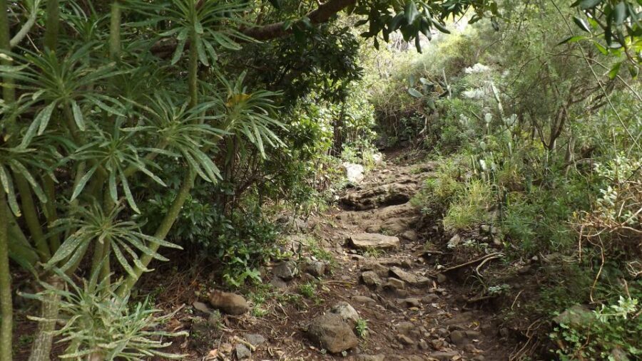 Santa Cruz de Tenerife: 2-Hour Hiking Tour in Anaga Forest - View moments without turning it into a fitness challenge