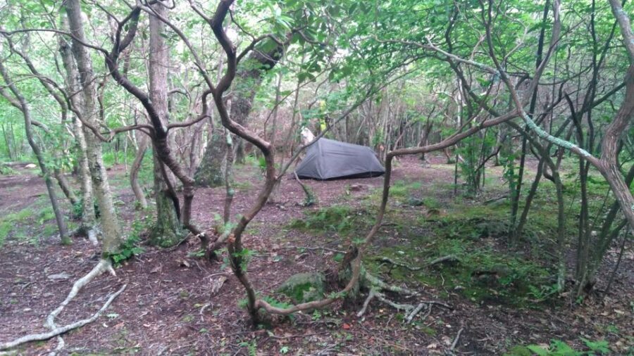 Santa Cruz de Tenerife: 2-Hour Hiking Tour in Anaga Forest - What’s included, and how the price adds up