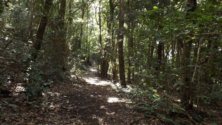 Santa Cruz de Tenerife: 2-Hour Hiking Tour in Anaga Forest - Weather, holidays, and small-group reality checks