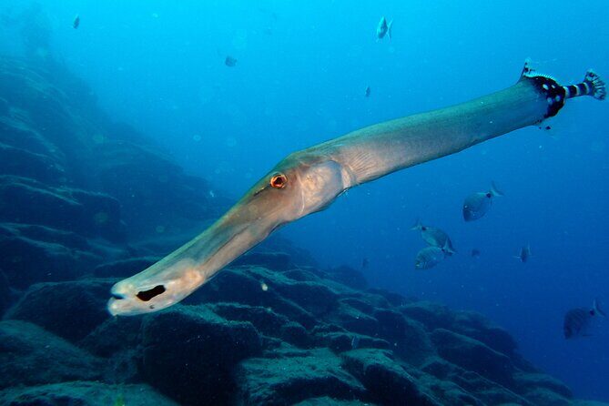 Scuba Adventure – 2 Guided Dives from Our Boat in Tenerife - Two morning scuba sessions from Costa Adeje: the big idea