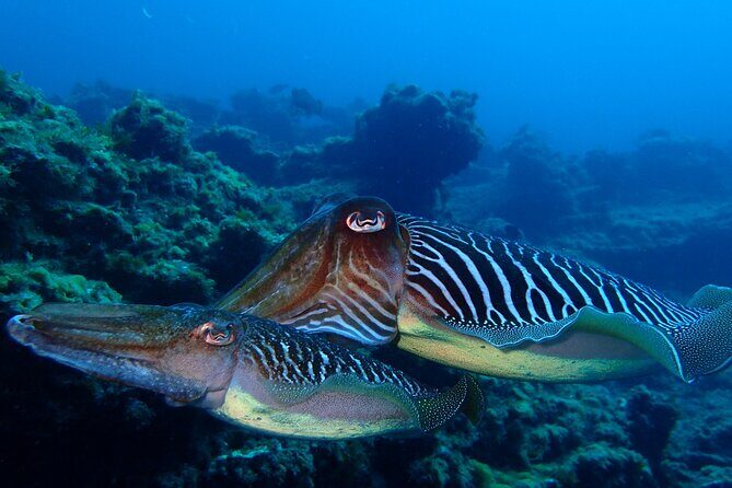 Scuba Adventure – 2 Guided Dives from Our Boat in Tenerife - Between the sessions: coming up, regrouping, and that café break