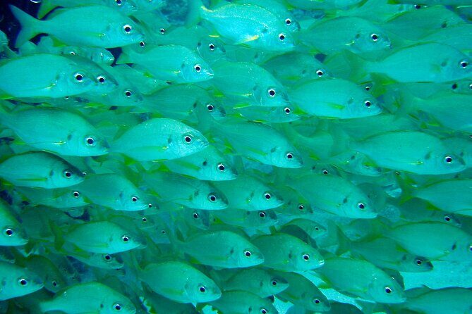 Scuba Adventure – 2 Guided Dives from Our Boat in Tenerife - Price and value: what $98.64 buys you (and what it doesn’t)