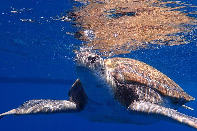 Scuba Adventure – 2 Guided Dives from Our Boat in Tenerife - Who this Tenerife experience suits best