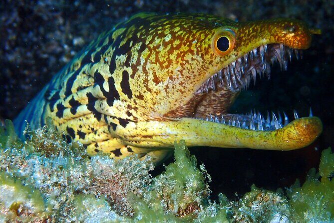 Scuba Adventure – 2 Guided Dives from Our Boat in Tenerife - Booking advice: should you book this Paradise Divers day?