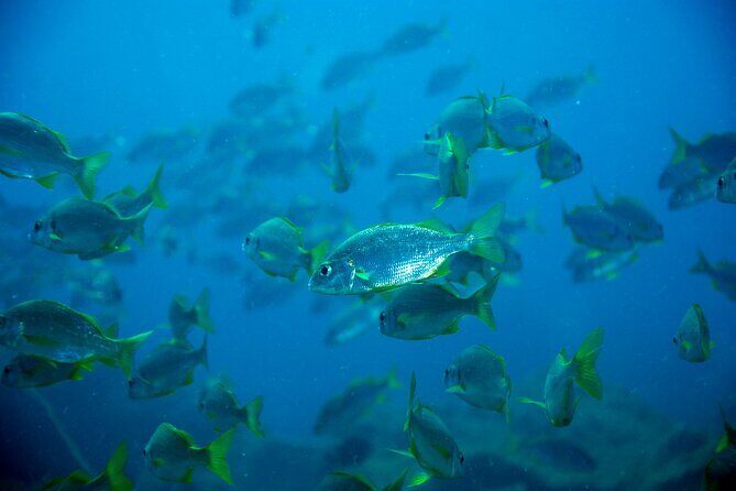 Scuba Adventure – 2 Guided Dives from Our Boat in Tenerife - What you’ll see underwater: volcanic reefs, rocks, and roaming wildlife