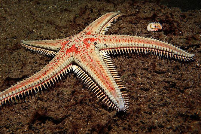 Scuba Night Dive on Tenerife - Small-Group Safety: What 8 Divers (Max) Changes
