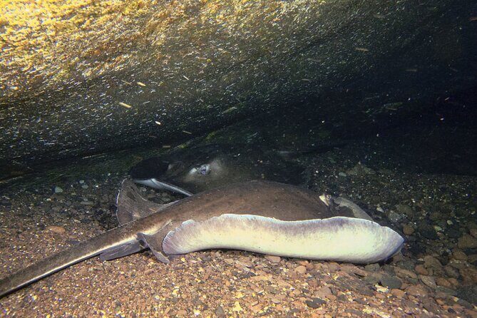 Scuba Night Dive on Tenerife - Instructor Team Quality: Professional, Kind, and Focused