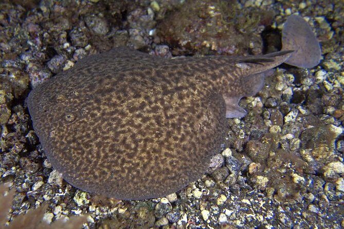 Scuba Night Dive on Tenerife - Meeting at Scubanana Center in Radazul (Puerto Deportivo)