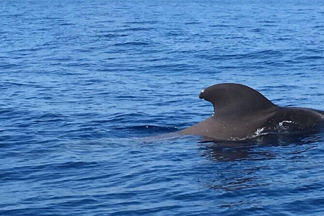 SEA SAFARI, Dolphins, Whales, snorkeling, snack and drink, 2 h speedboat - The Snorkeling or Swim Window: Your Time in the Water