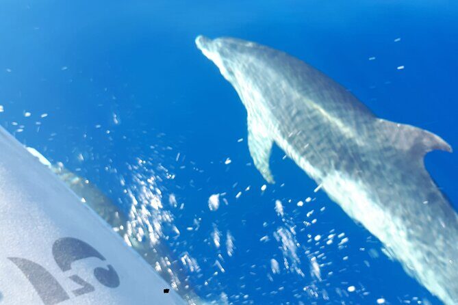 SEA SAFARI, Dolphins, Whales, snorkeling, snack and drink, 2 h speedboat - English-Friendly, Built for Real Schedules