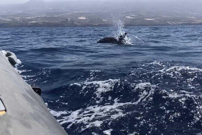 SEA SAFARI Dolphins,Whales, snorkeling, snack, drink, 3h private - Wildlife odds: why short tours can still feel full