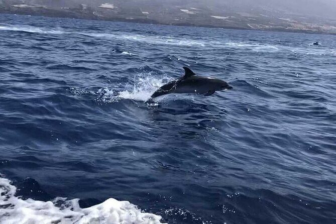 SEA SAFARI Dolphins,Whales, snorkeling, snack, drink, 3h private - Price and value: is $600 per group worth it?