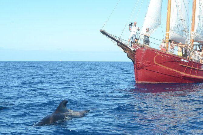 Sealife Dolphin & Whale Watching aboard Portuguese schooner - Los Cristianos Departure: Where the Tour Starts and Why It Matters