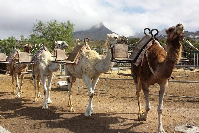 Skip the Line: Camel Park Tenerife Ticket - Key Things I’d Pay Attention To