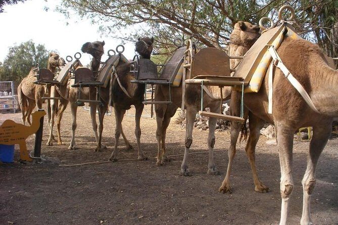 Skip the Line: Camel Park Tenerife Ticket - What This Ticket Really Covers at Camel Park Tenerife