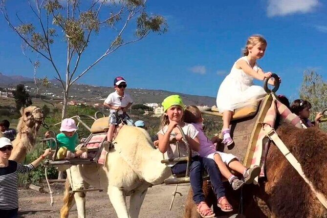 Skip the Line: Camel Park Tenerife Ticket - The Camel Ride: The Main Event You’re Paying For