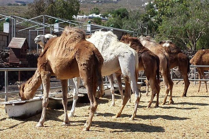Skip the Line: Camel Park Tenerife Ticket - On-Site Breaks: Restaurant Time and What to Expect