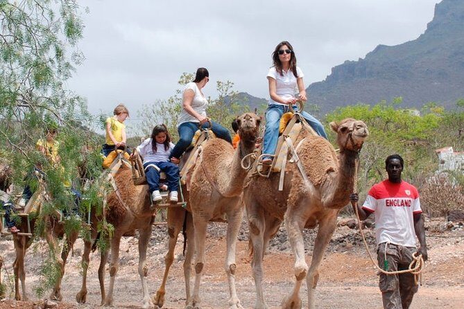 Skip the Line: Camel Park Tenerife Ticket - Pickup, Public Transport Access, and How the Group Size Plays In