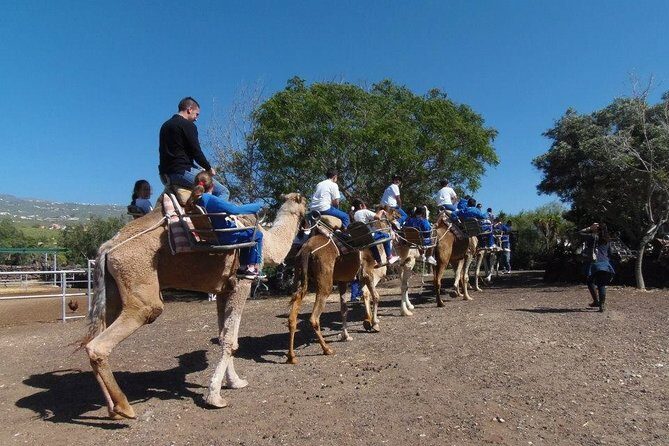 Skip the Line: Camel Park Tenerife Ticket - Price and Value: Is $12 a Fair Deal?