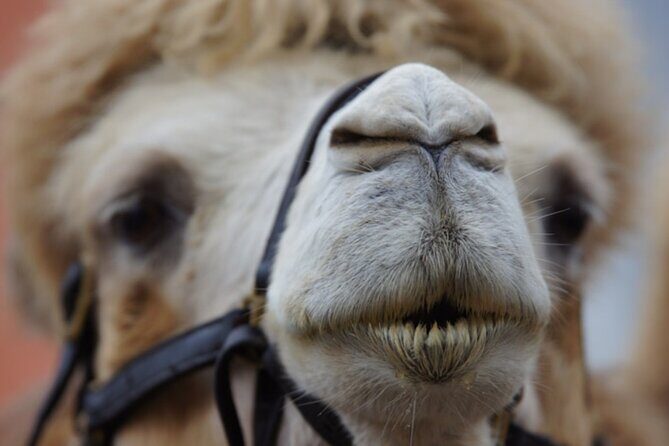 Skip the Line: Camel Park Tenerife Ticket - Timing, Opening Hours, and When to Book Smart