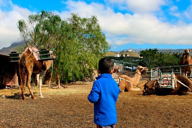 Skip the Line: Camel Park Tenerife Ticket - Priority Entry Means Less Waiting, More Camel Time