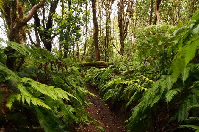 Small Group Guided Hiking in Anaga Rural Park in Tenerife - Key things that make this hike worth it