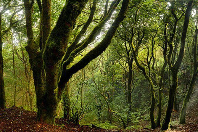 Small Group Guided Hiking in Anaga Rural Park in Tenerife - Price and what you’re really paying for: $67 for guidance, insurance, and time