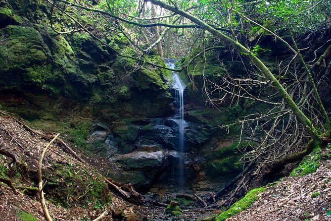 Small Group Guided Hiking in Anaga Rural Park in Tenerife - The trail route: Monte de La Orilla and Camino de Solís at low difficulty