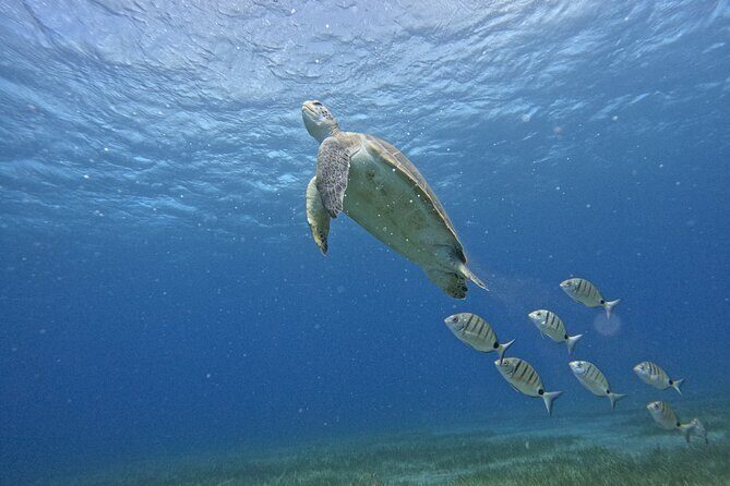 Small Group Snorkeling in Abades Bay with Licensed Guide - Key things to know before you go