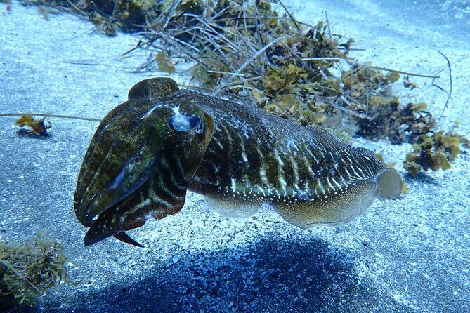 Small Group Snorkeling in Abades Bay with Licensed Guide - Stop 1: Village of Abades—where your trip begins