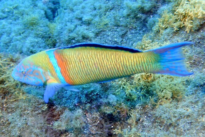 Small Group Snorkeling in Abades Bay with Licensed Guide - Value and price: is $69.79 worth it?
