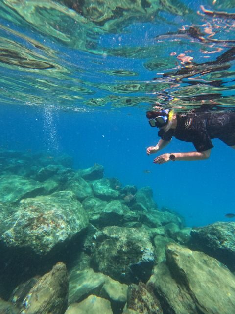 Snorkeling Boat Trip in Marine Turtles Natural Habitat - Sea turtles in their natural home: what makes this trip special