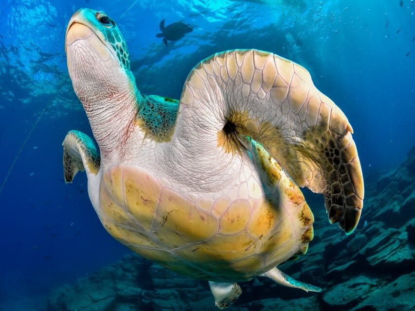 Snorkeling Boat Trip in Marine Turtles Natural Habitat - Who should book this trip, and who should skip it