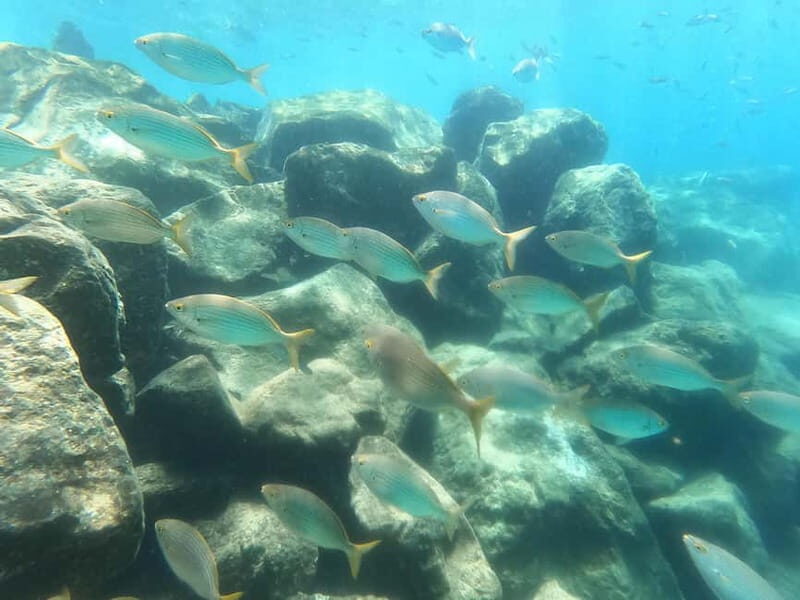 Snorkeling in tenerife south: Discover the underwater world - From Hotel GF Isabel to ready-to-snorkel: how the experience starts