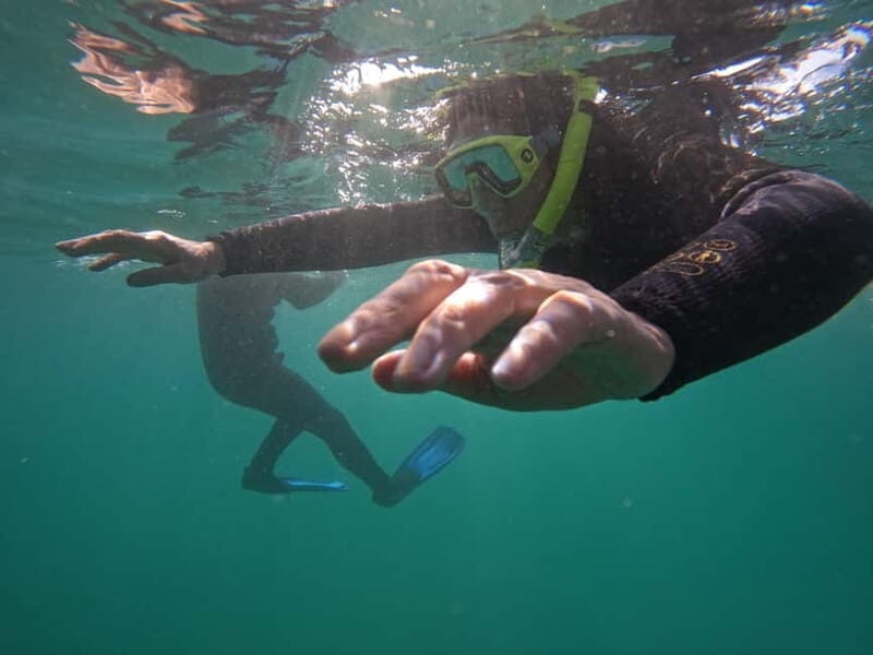 Snorkeling in tenerife south: Discover the underwater world - The Tenerife South snorkeling area: what to expect in the water