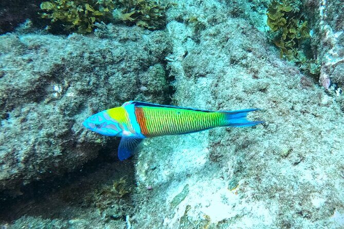 Snorkeling with a Professional Instructor in Tenerife - The 3-hour flow: pickup, briefing, water time, and the return