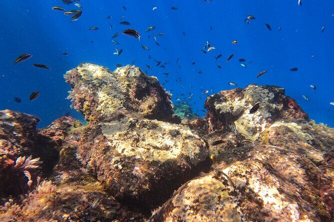 Snorkeling with a Professional Instructor in Tenerife - Equipment and comfort: what you can expect on the day