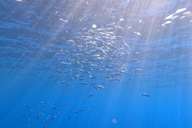 Snorkeling with a Professional Instructor in Tenerife - Weather and timing: the one factor you can’t control