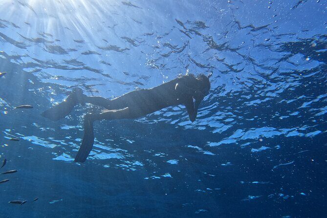 Snorkeling with a Professional Instructor in Tenerife - The instructor-focused briefing that helps nervous first-timers