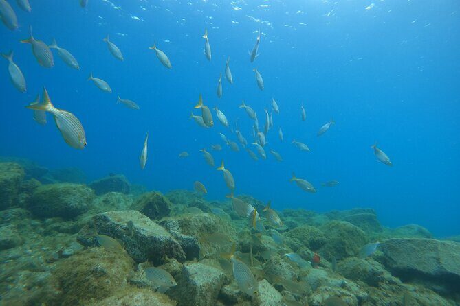 South of Tenerife : DSD Scuba Diving for beginners, Adeje - Beach Classroom Basics: How the Gear and Exercises Get Made Simple