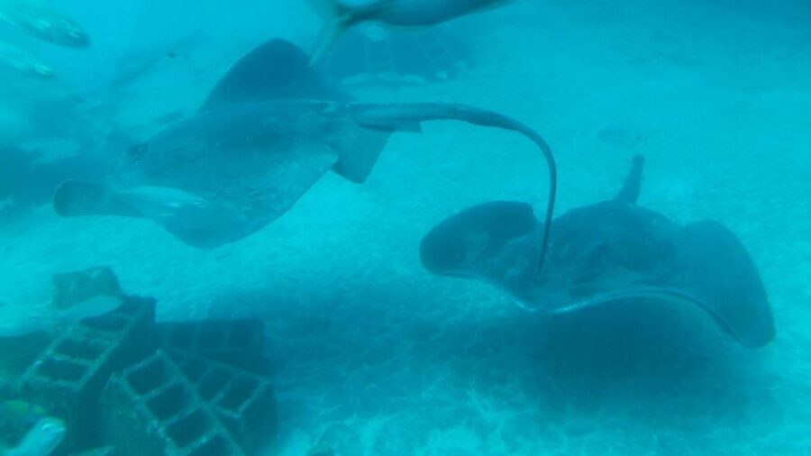 Southern Tenerife: 50-Minute Submarine Dive - The trip down to 30 meters: what you’ll actually see