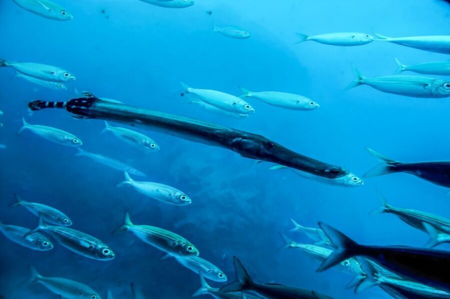 Southern Tenerife: 50-Minute Submarine Dive - Sitting on the sea floor: the seabed moment that makes it different